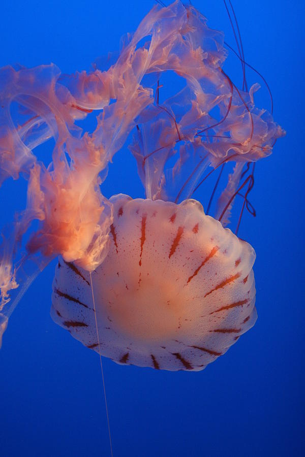 Jelly Photograph by David Andersen