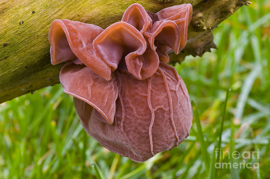Jelly Ear Fungus Photograph by Steen Drozd Lund