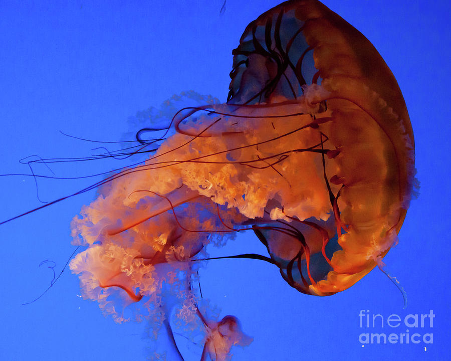 Jelly Fish 1 Photograph by Susan Cliett