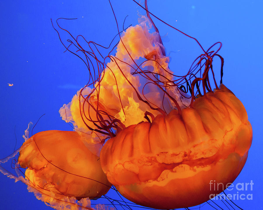 Jelly Fish 3 Photograph by Susan Cliett