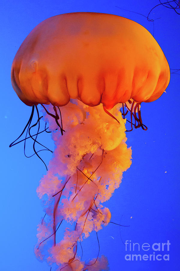 Jelly Fish 4 Photograph by Susan Cliett