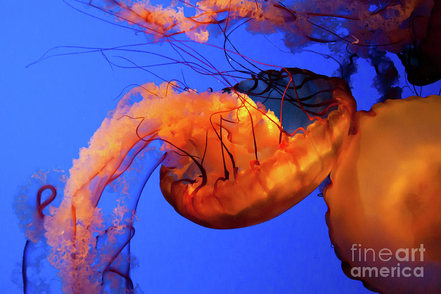 Jelly Fish 5 Photograph by Susan Cliett
