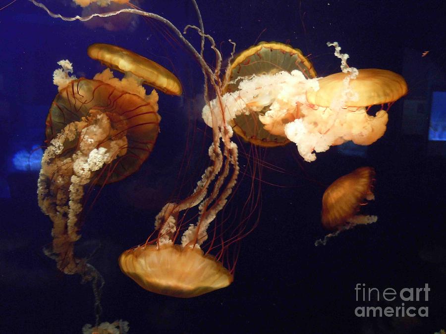 Jelly Fish Brown on bBue Photograph by David Frederick