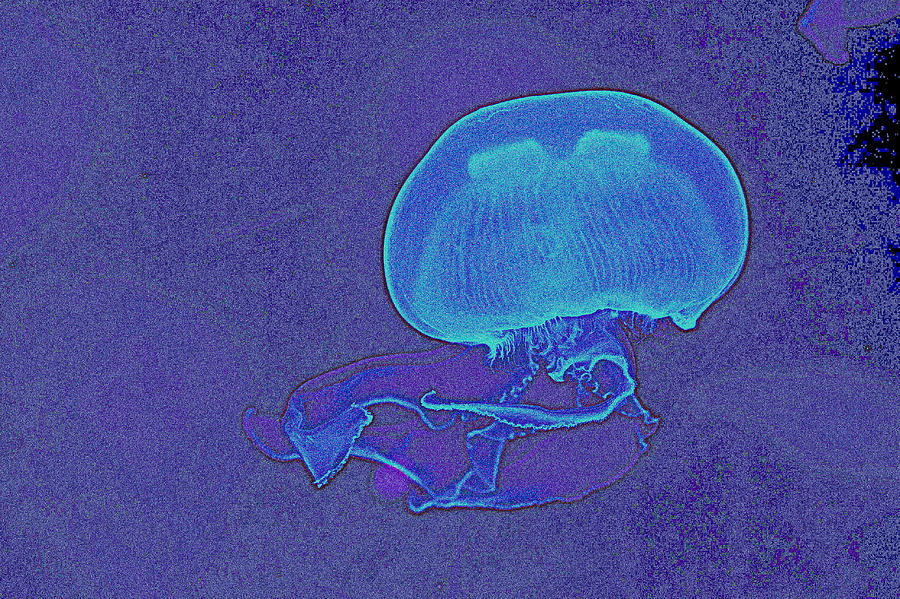 Jelly Fish Painting by Celestial Images