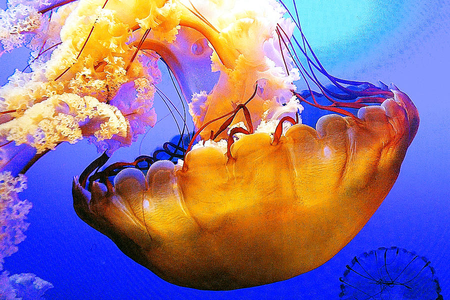 Jelly Fish Closeup Photograph By Gary Prill