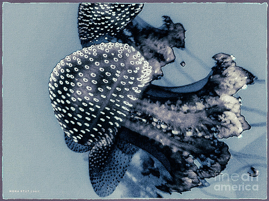 Nature Digital Art - Jelly Fish Cnidarian Quallen Blue by Mona Stut