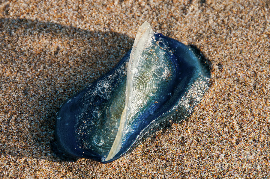 sailboat jellyfish