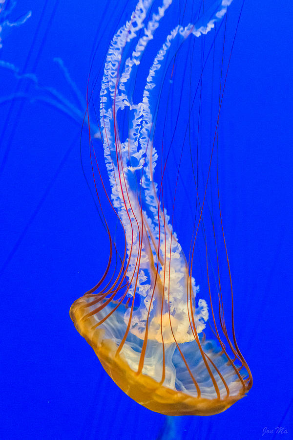 Tentacles Photograph - Jelly fish by Jon Ma