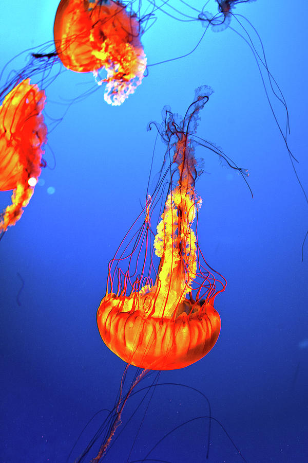 Jelly Fish Photograph by Canadart -