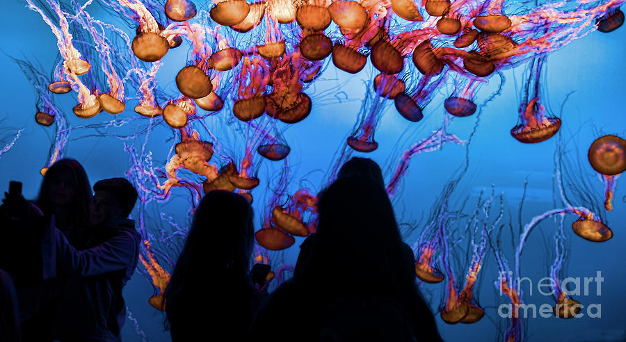 Jelly Fish Monterey Aquarium California  Photograph by Chuck Kuhn