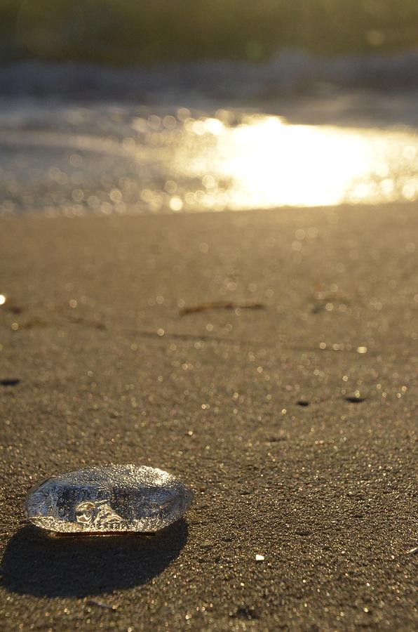 Jelly Fish on Beach Photograph by Raymond Pickard - Fine Art America