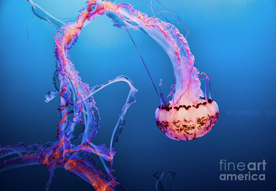 Jelly Fish Pacific Ocean California  Photograph by Chuck Kuhn
