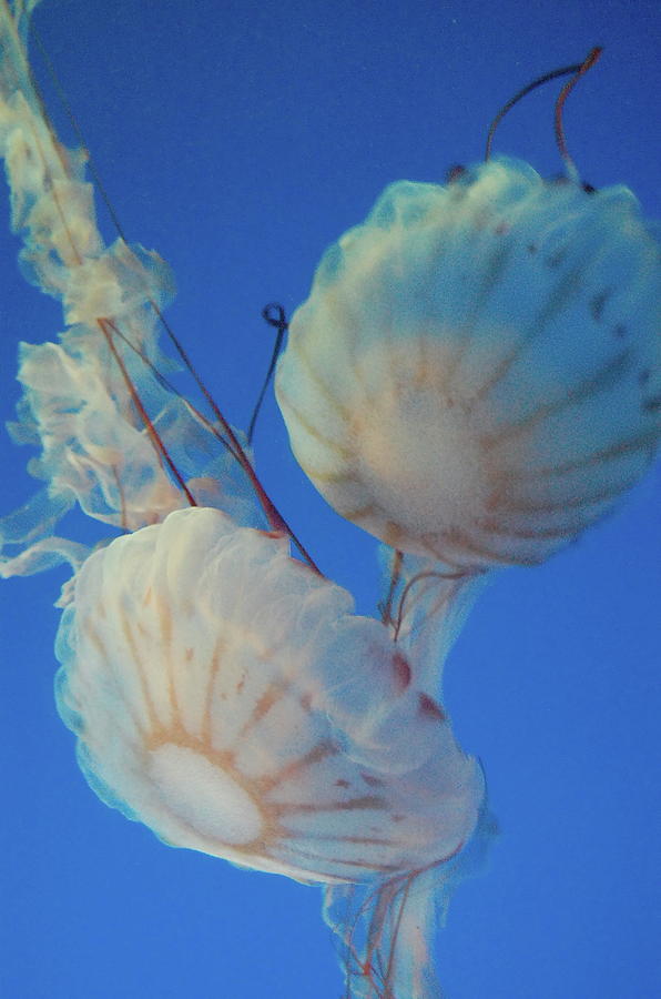 Ocean Photograph - Jelly Fish by Samantha Kimble
