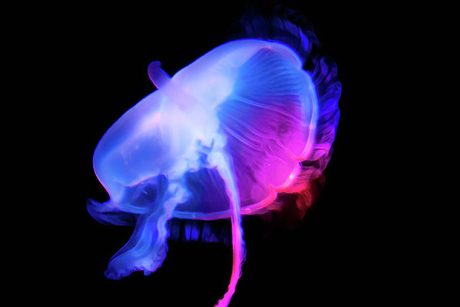 Fish Photograph - Jelly Fish Under Neon Lights by Miroslava Jurcik
