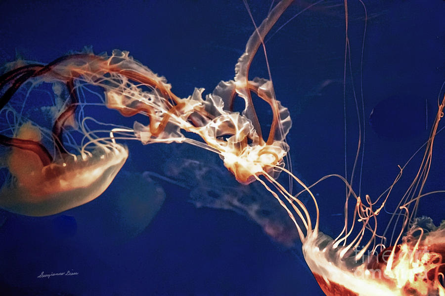 Jelly Fish Web Digital Art by Georgianne Giese
