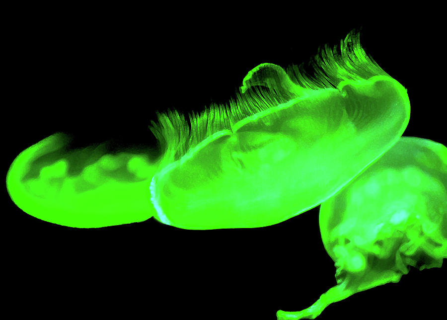Jelly In Neon Green Light Photograph by Miroslava Jurcik