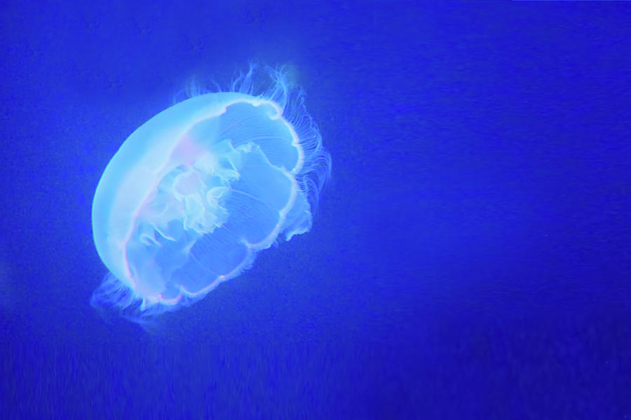 Jelly - Moon Jellyfish Photograph by Nikolyn McDonald