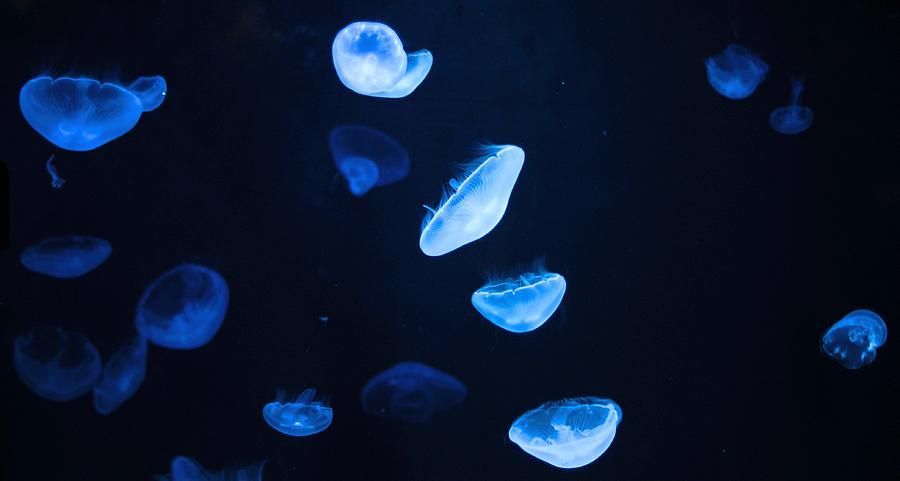 Jelly of the Sea Photograph by David Cox - Fine Art America