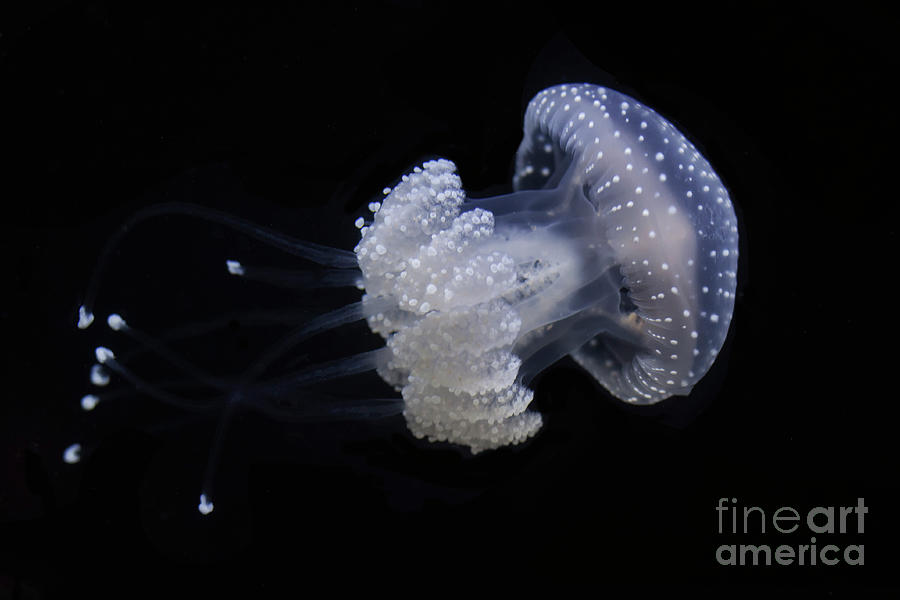 Jelly on the move Photograph by Ruth Jolly