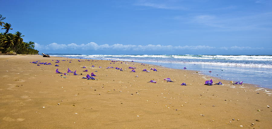 Jelly Spread Photograph By Sarita Rampersad