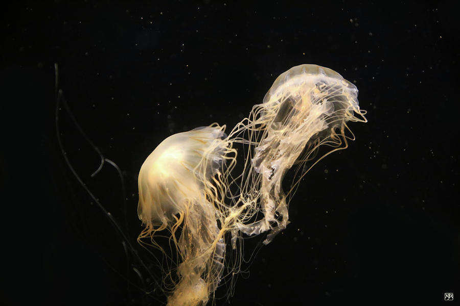 Jelly Tangle Photograph by John Meader