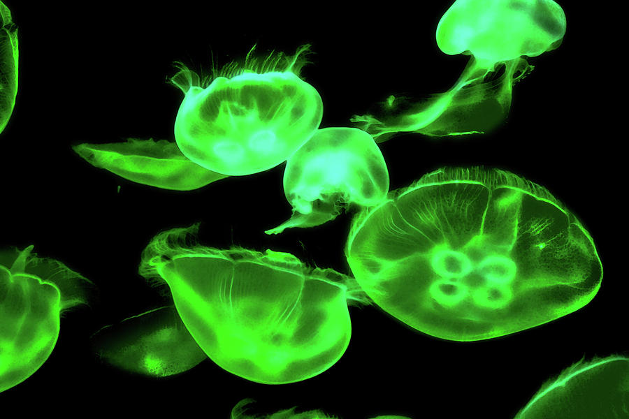 Moon Fish Photograph - Jelly Under Neon Green Light by Miroslava Jurcik