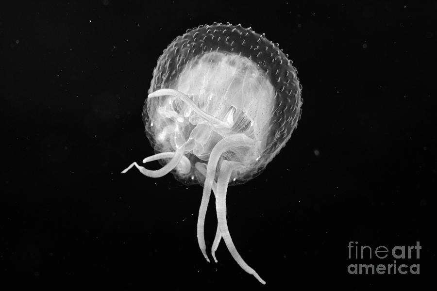 Jellyfish - BW Photograph by Dave Fleetham - Printscapes