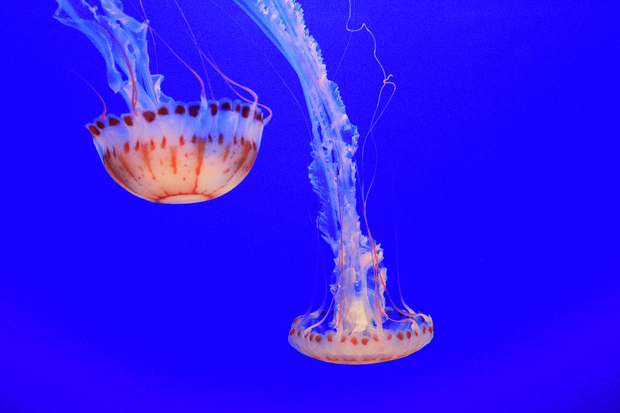 Jellyfish - Monterey Bay Aquarium Photograph by Lou Ford