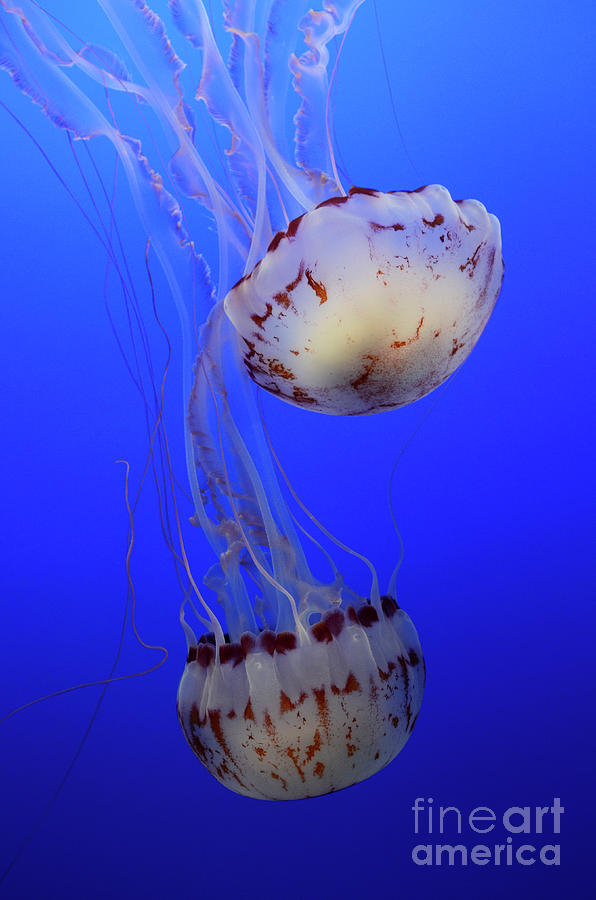 Jellyfish 1 Photograph by Bob Christopher