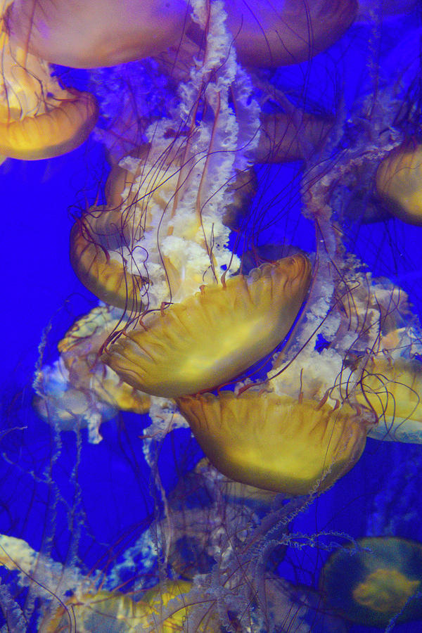 Jellyfish 1 Photograph by Lynn Bauer