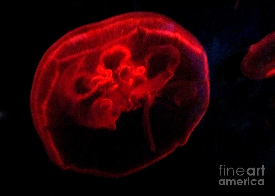 Jellyfish 1 Photograph by Randall Weidner