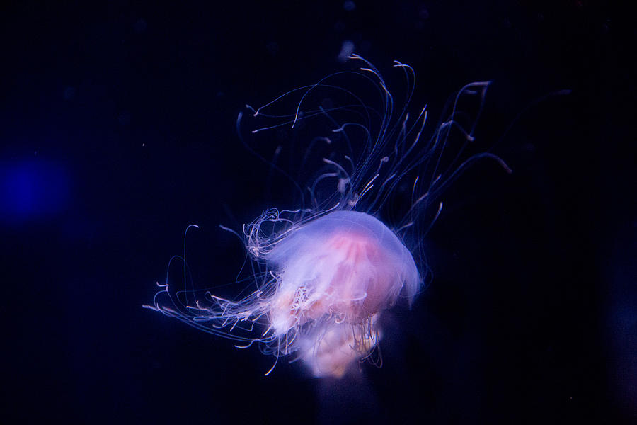Jellyfish 2 Photograph by Allan Morrison