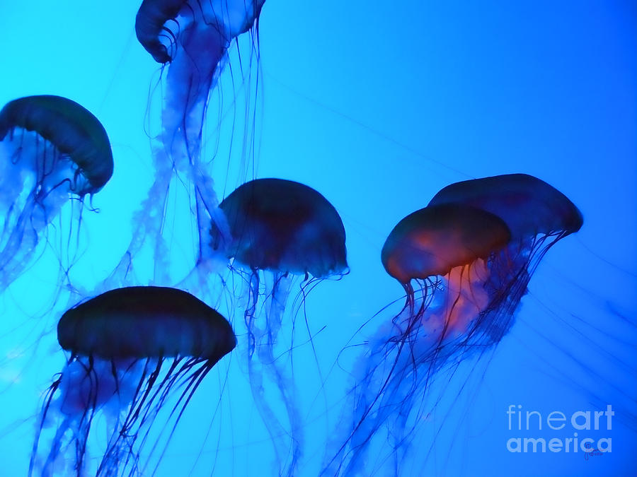 Jellyfish 2 Photograph by Jeff Breiman