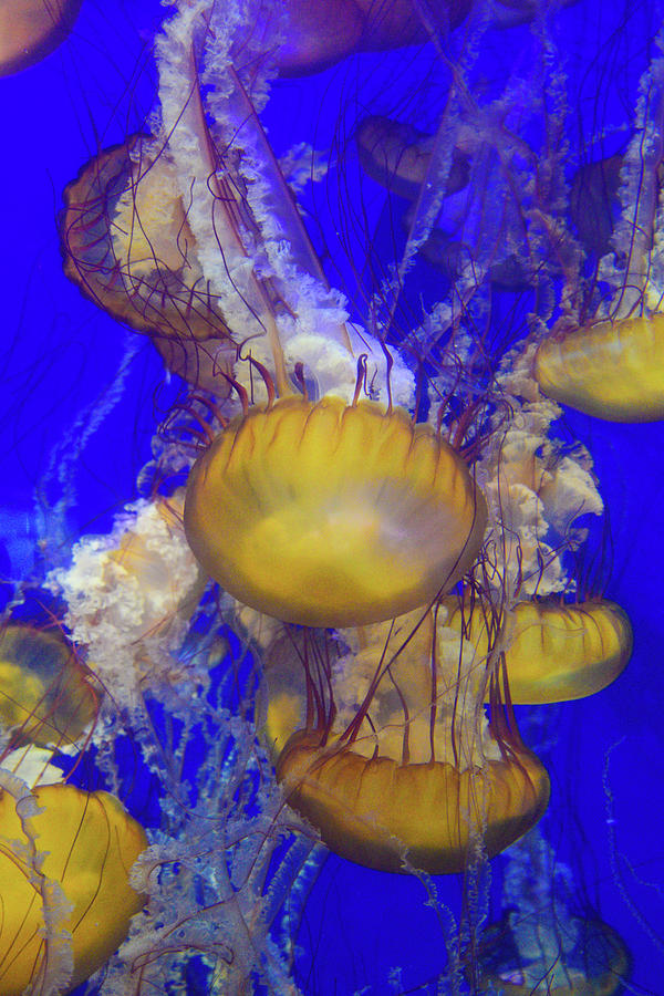 Jellyfish 2 Photograph by Lynn Bauer