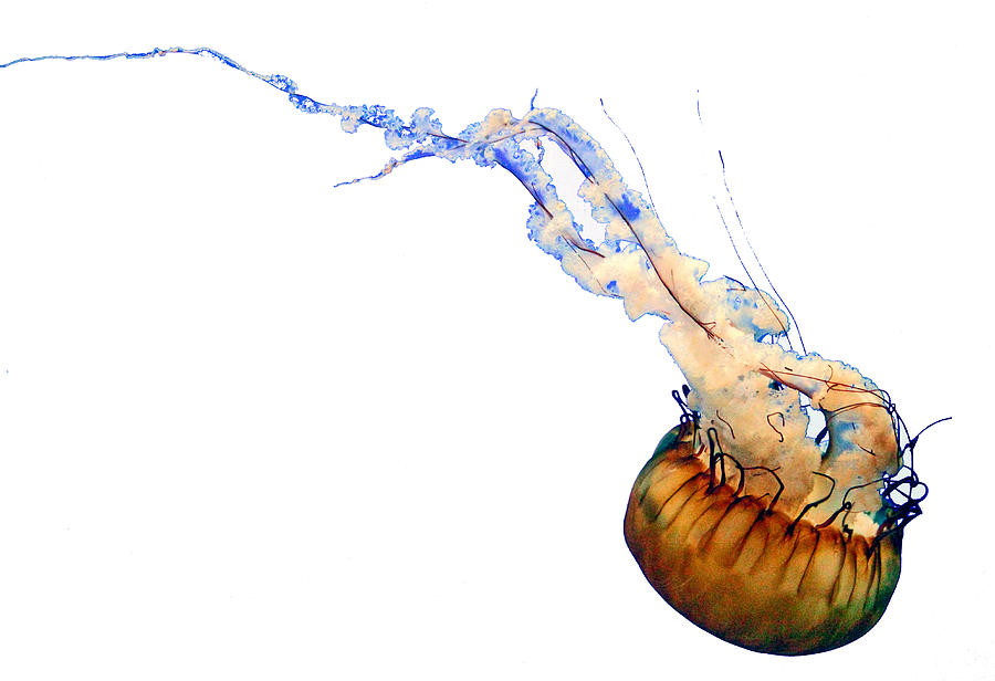 Jellyfish 2 Digital Art by Margaret Hood