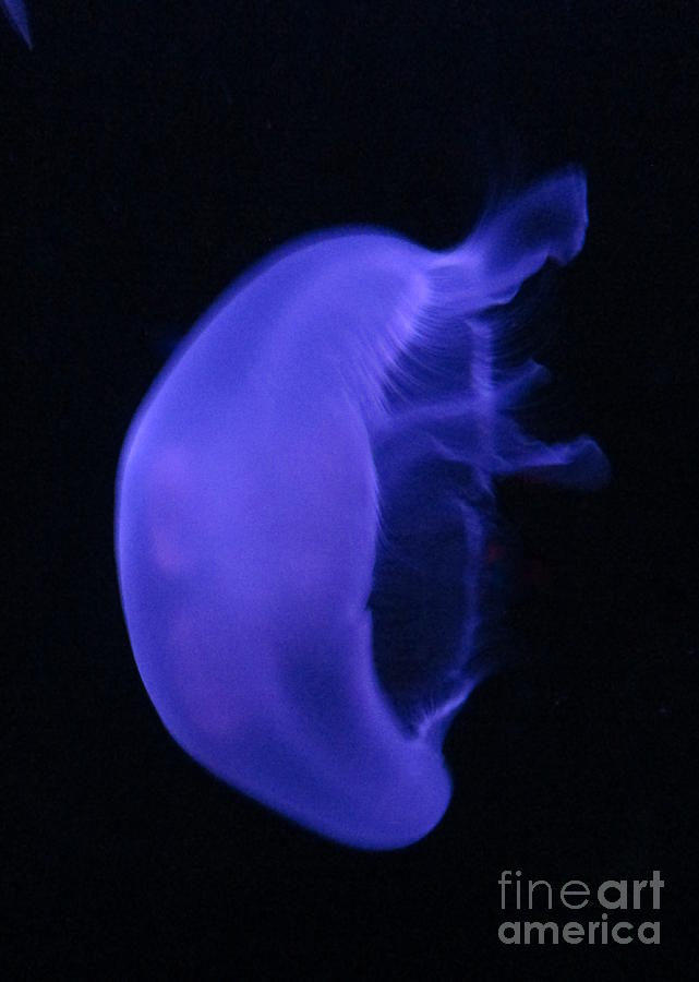 Jellyfish 2 Photograph by Randall Weidner