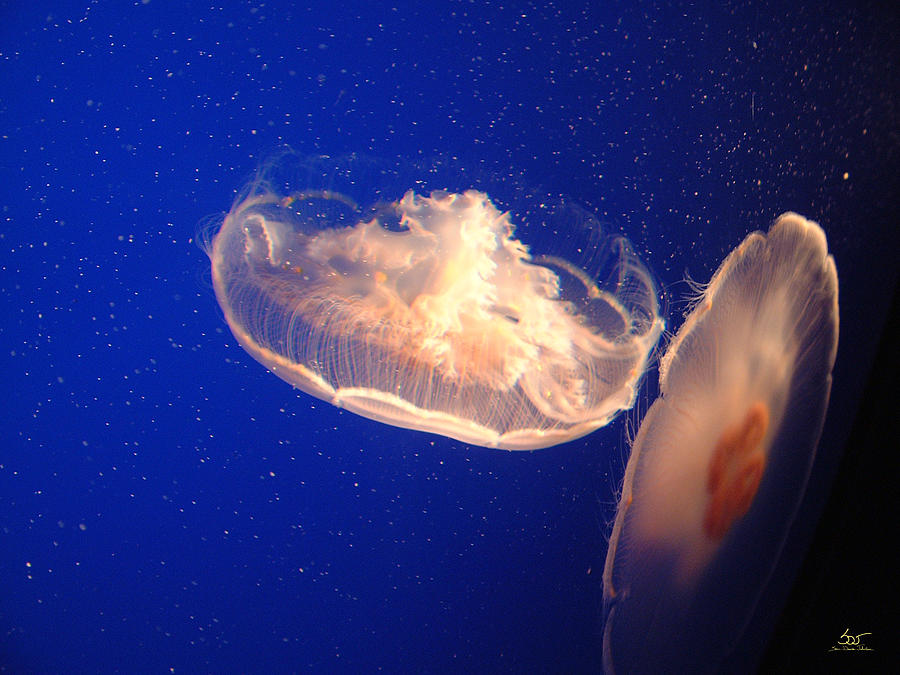 Jellyfish 2 Photograph by Sam Davis Johnson