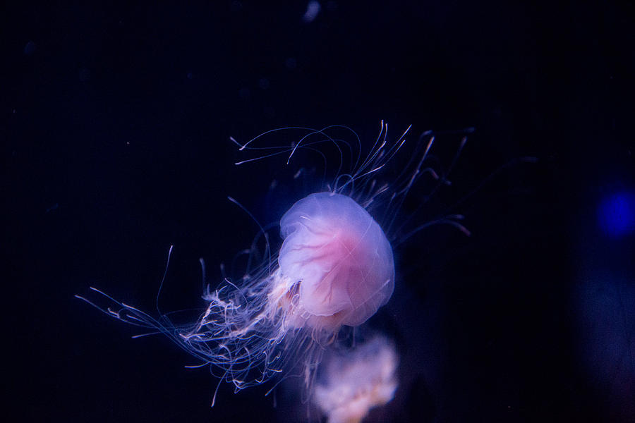 Jellyfish 3 Photograph by Allan Morrison