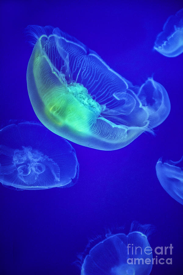 Jellyfish 3 Photograph by David Zanzinger