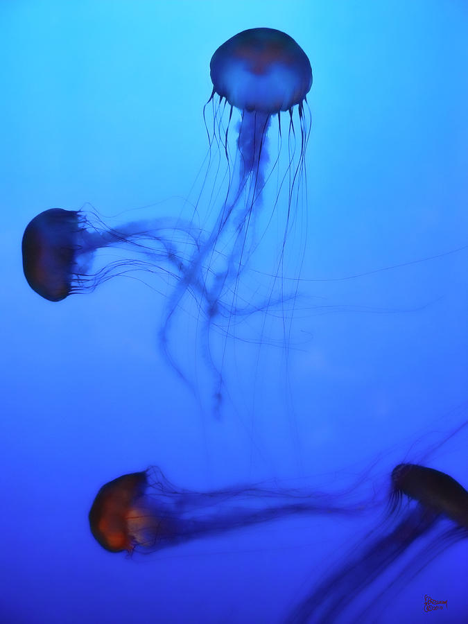 Jellyfish 3 Photograph by Jeff Breiman