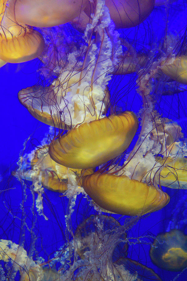 Jellyfish 3 Photograph by Lynn Bauer
