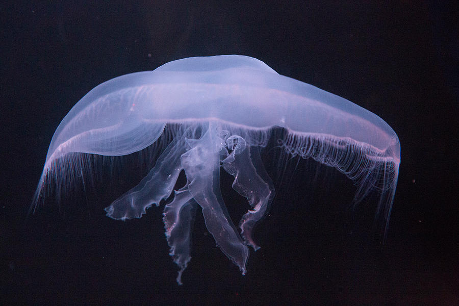 Jellyfish 4 Photograph by Allan Morrison