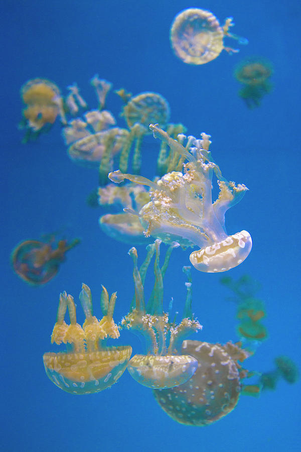Jellyfish 4 Photograph by Lynn Bauer