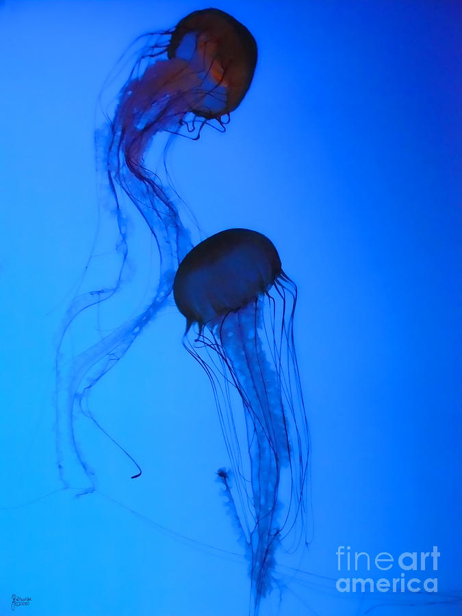 Nature Photograph - Jellyfish 5 by Jeff Breiman