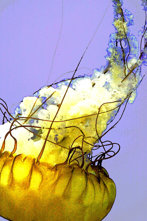 Jellyfish Photograph - Jellyfish 5 by Margaret Hood