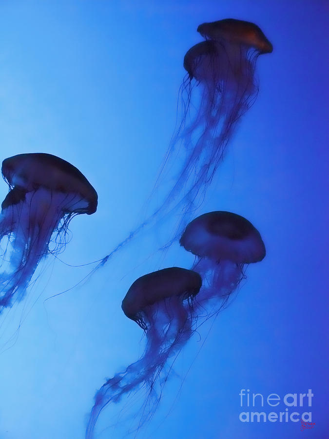 Jellyfish 6 Photograph by Jeff Breiman