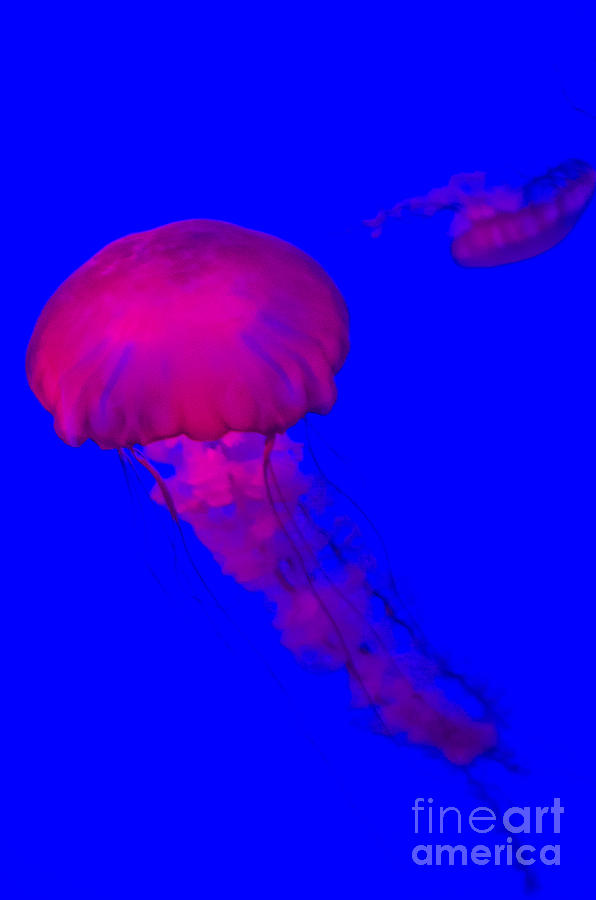 Jellyfish-8969-1 Photograph by Steve Somerville