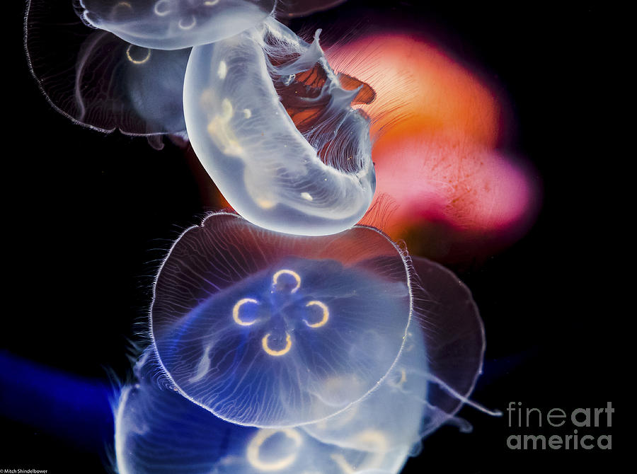 Jellyfish Abstract Photograph by Mitch Shindelbower