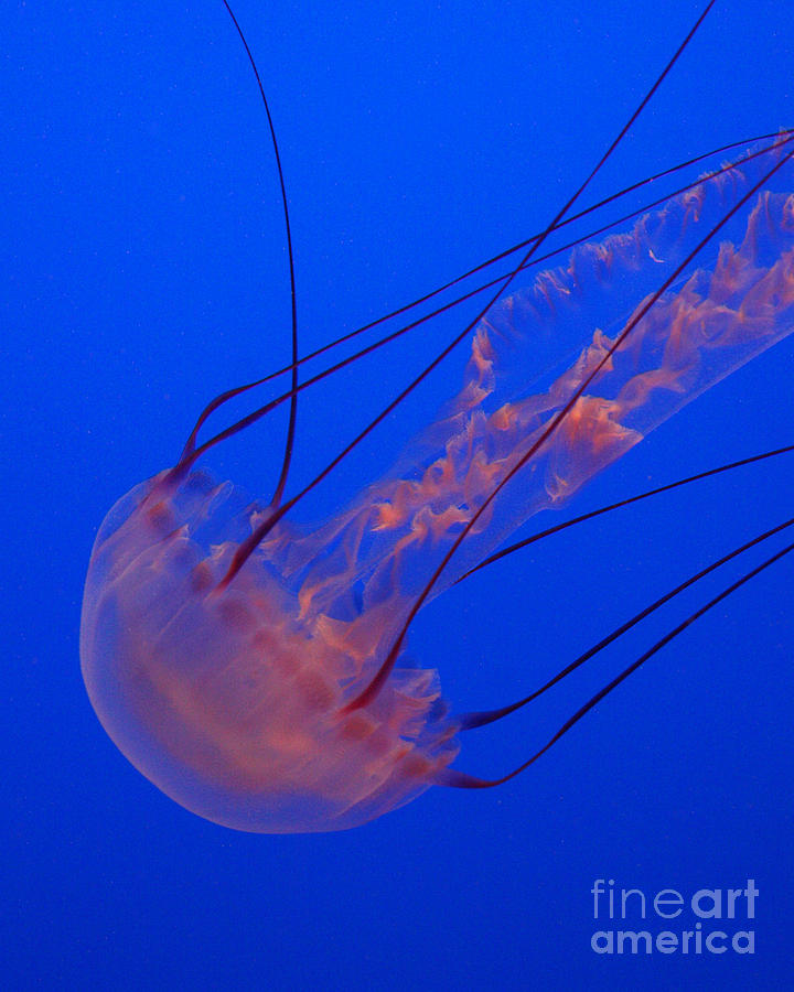 Jellyfish Akimbo Photograph by Max Allen