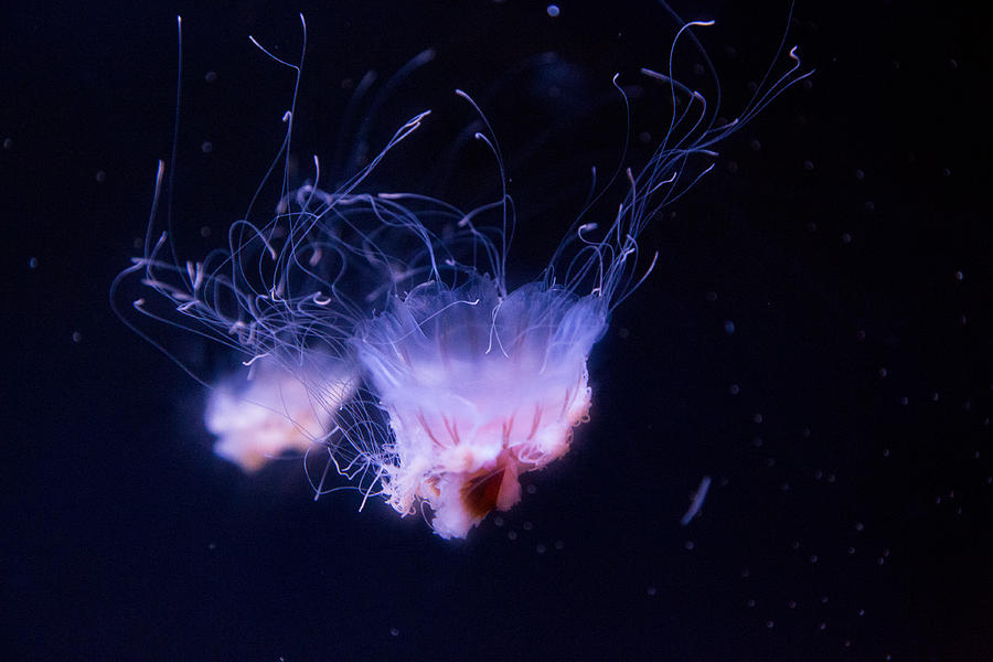 Jellyfish Photograph by Allan Morrison